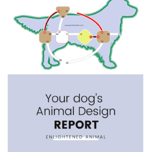 animal design report