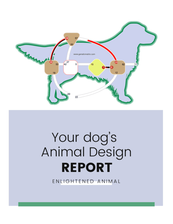 animal design report