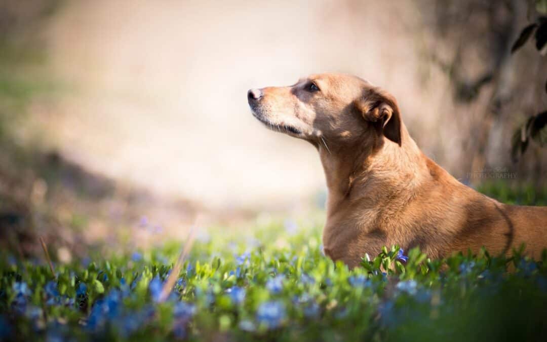 Essential Oils and Dogs