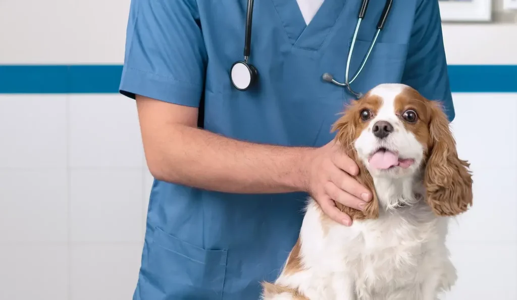 dog scared of vet