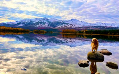 Five Beautiful Ways You’re Exactly Like Your Dog – Discovering the Mirrored Spirituality