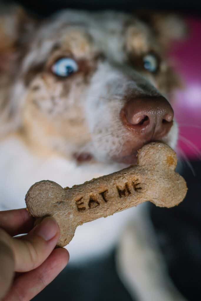 pumpkin biscuit for dogs