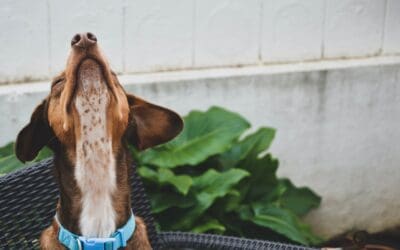 Let’s Talk Sniffs and Snouts: Keeping Your Canine Comfy