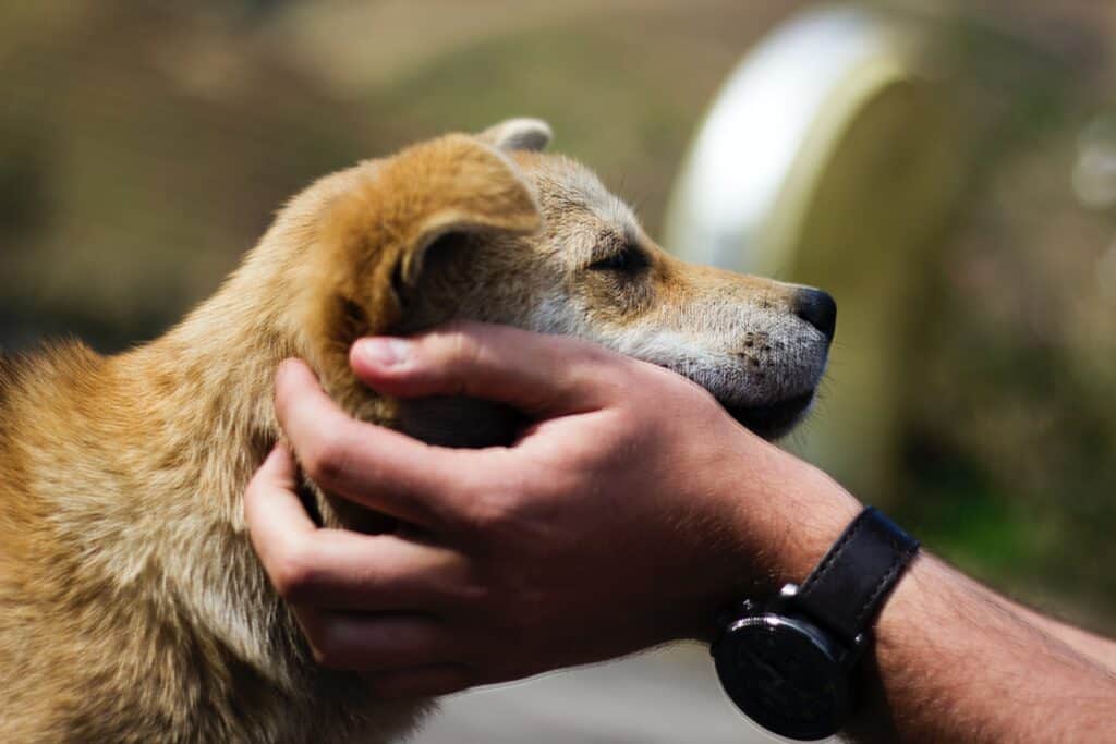 acupressure points for dogs