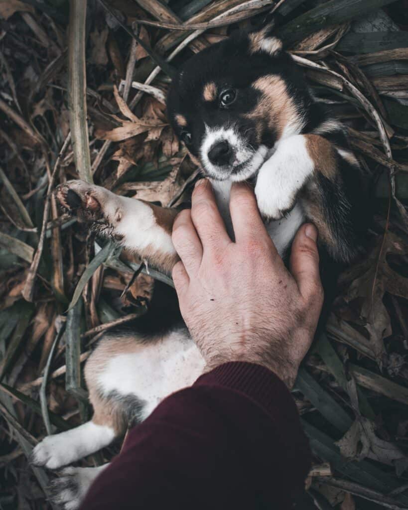 massage a dog