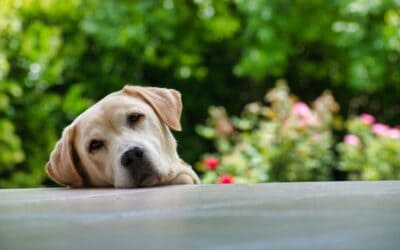 Meditating with Your Dog: A Mindful Journey to Emotional Freedom