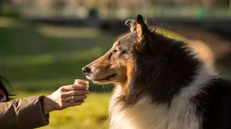 Are essential oils safe for dogs?