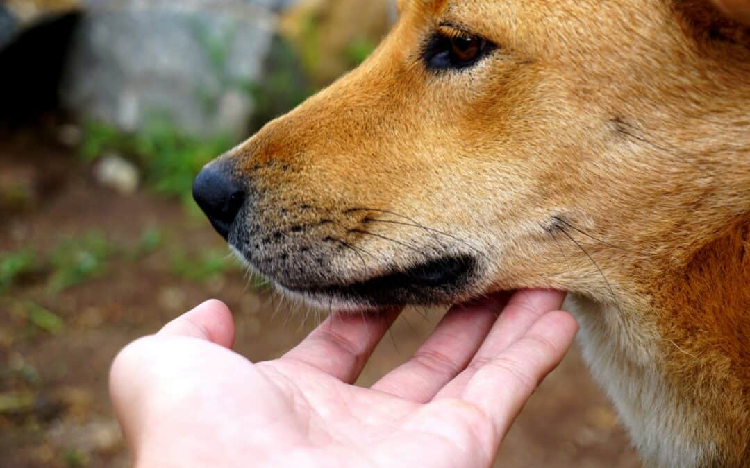 Nurturing Canine Wellness: A Deep Dive into Holistic Living with Your Dog