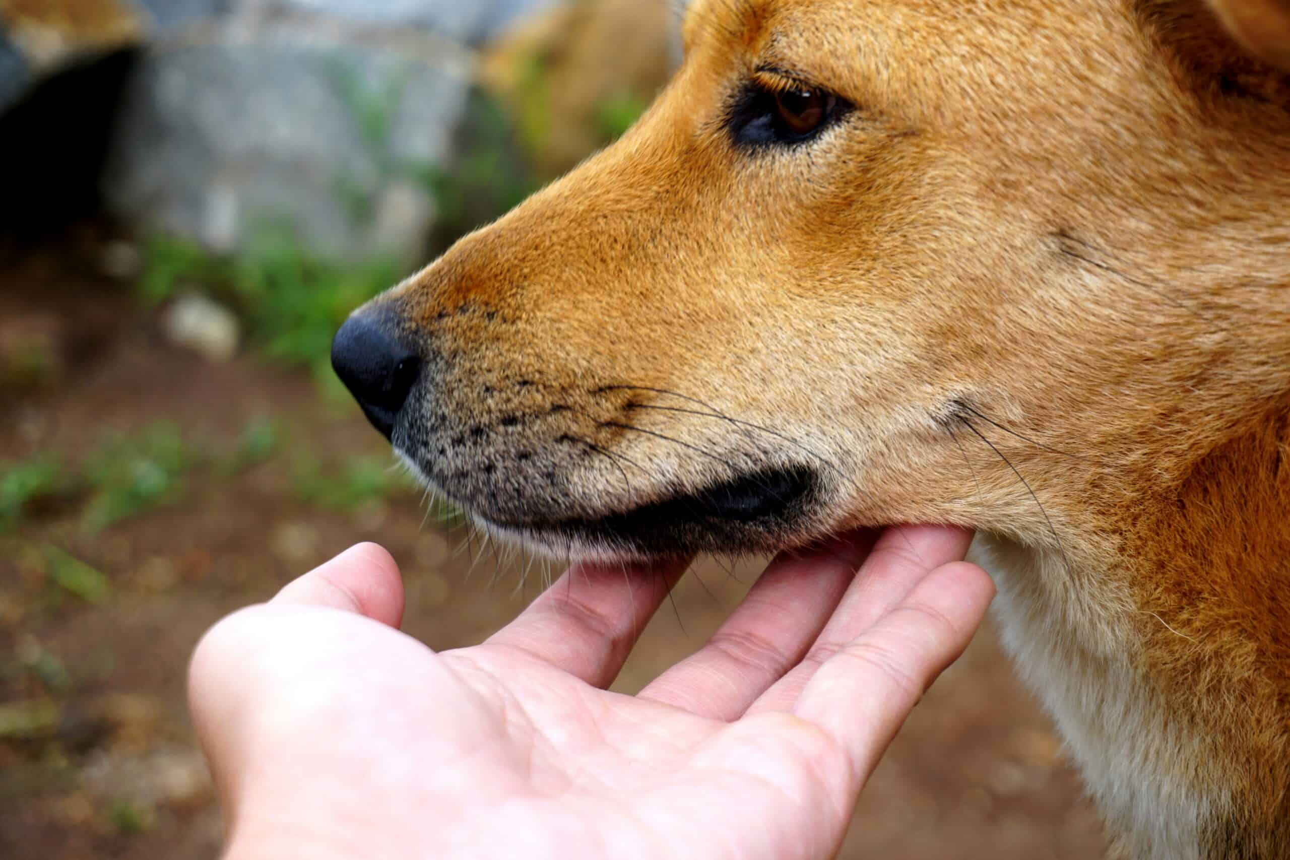 Unlocking the Potential of Holistic Care for Dogs - Enlightened Animal