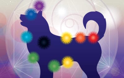 From Root to Crown: Discovering the 7 Chakras in Dogs