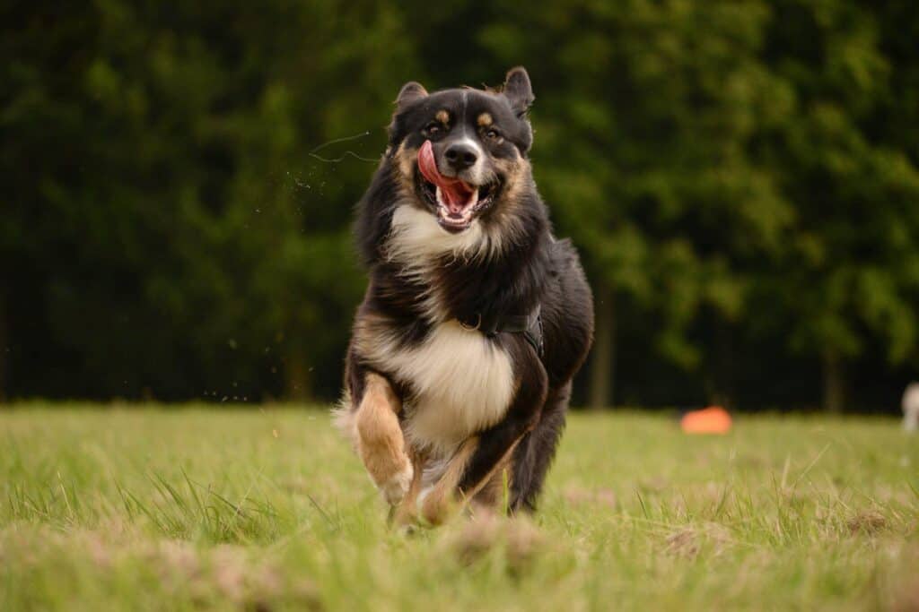 healing energy for dogs