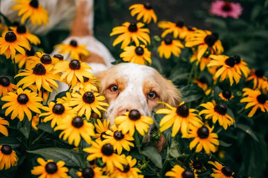 dog self-medication