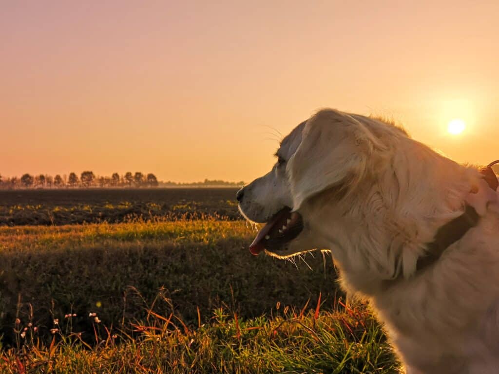 dog emotion and well-being