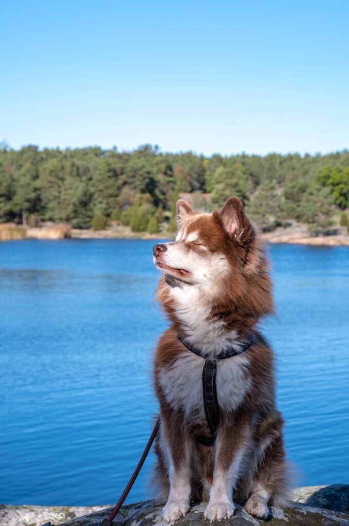 meditating with your dog