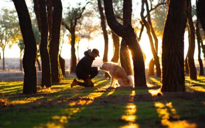 The Majestic Power of Forest Bathing: Healing Our Lives and Nurturing Our Spirit