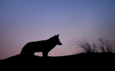 What are shadow animals, and how can we learn from them?