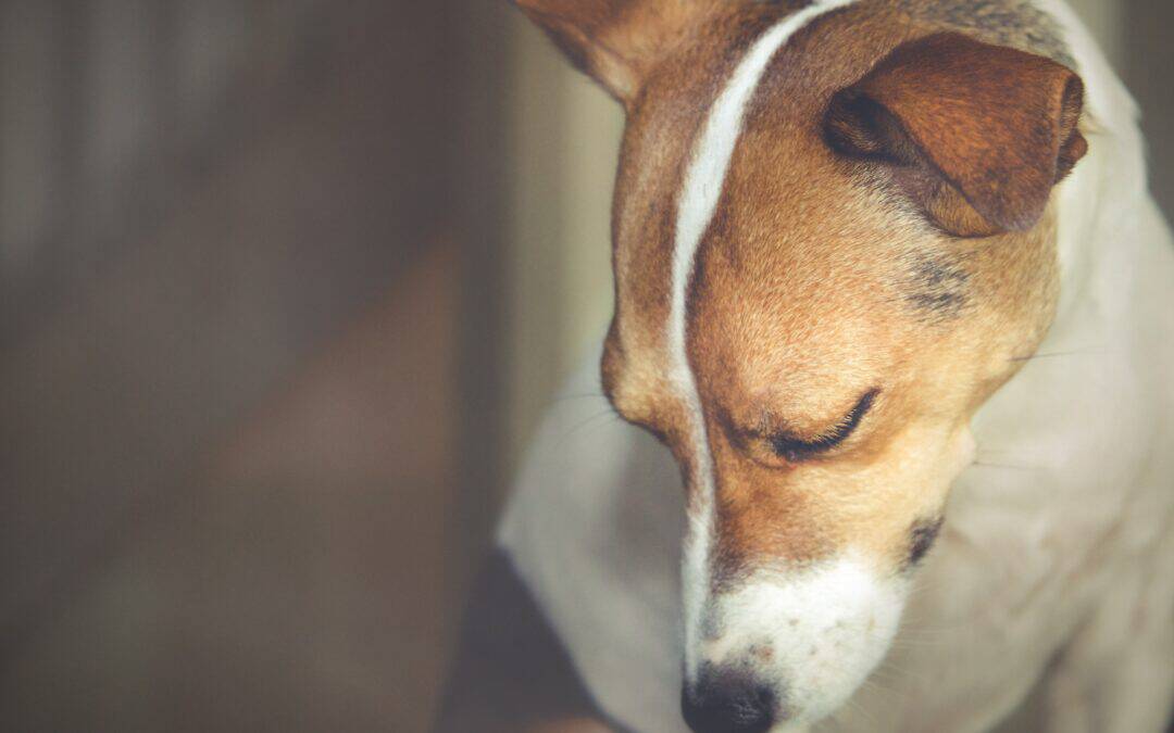 Do dogs mourn the death of another pet?