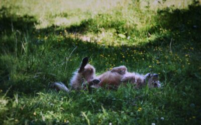 Reiki-Infused Bliss: 10 Habits to Boost Your Dog’s Happiness